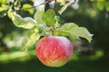 Large red apples close-up on a tree branch. Ripe fruits Royalty Free Stock Photo