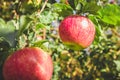 Large red apples close-up on a tree branch. Ripe fruits Royalty Free Stock Photo