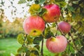 Large red apples close-up on a tree branch. Ripe fruits Royalty Free Stock Photo