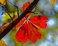 Red Autumn Leaf backlit from the sun Royalty Free Stock Photo