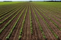 Large red bean field Royalty Free Stock Photo