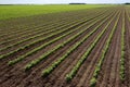 Large red bean field Royalty Free Stock Photo