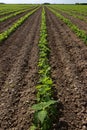 Large red bean field Royalty Free Stock Photo