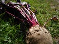 Large red beet Royalty Free Stock Photo
