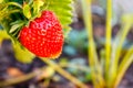 A large red berry of a mature strawberry grows on a branch with Royalty Free Stock Photo