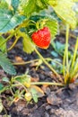 A large red berry of a mature strawberry grows on a branch with Royalty Free Stock Photo