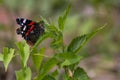 large red-black-white butterfly on a nettle leaf Royalty Free Stock Photo