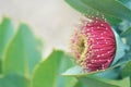 Large red blossom of the gum tree Eucalyptus macrocarpa