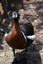 Large Red Breasted Goose Standing Close Up Royalty Free Stock Photo