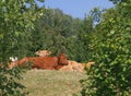 Large red and brown cows resting and grazing in alpine meadows. Royalty Free Stock Photo