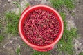 A large red bucket full of fresh red currants. View from above Royalty Free Stock Photo