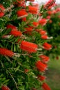 Large red callistemon flowers on a green bush Royalty Free Stock Photo