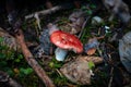 A red capped mushroom rest on the forrest floor amongst the vegetation