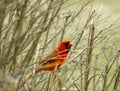 Large Red Cardinal Perched at  Among Branches Royalty Free Stock Photo