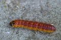 large red caterpillar Royalty Free Stock Photo