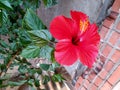 A large celosia flower on a branch, against a background of brickwork