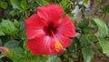 Large red Chinese hibiscus flower, sun, a lot of greenery Royalty Free Stock Photo