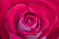 Large red  rose Royalty Free Stock Photo