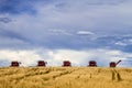 Large Red Combines Agriculture Equipment Royalty Free Stock Photo
