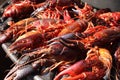 Large red crayfish cooked on the grill, close-up Royalty Free Stock Photo