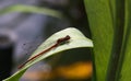 Large Red Damsefly (Male) Ã¢â¬â Pyrrhosoma nymphula