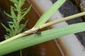 Common red dragonfly on large green leaf Royalty Free Stock Photo