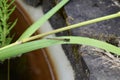 Common red dragonfly on large green leaf Royalty Free Stock Photo