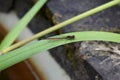 Common red dragonfly on large green leaf Royalty Free Stock Photo