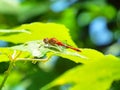 Large Red Damselfly