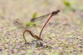 Large red damselfly