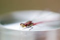 Large Red Damselfly, Pyrrhosoma nymphula, male, head extreme mac