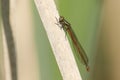 A Large red damselfly Pyrrhosoma nymphula perched on a reed.