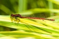 Large Red Damselfly, pyrrhosoma nymphula, resting on a leaf. Royalty Free Stock Photo