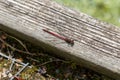 Red damselfly on wood Royalty Free Stock Photo