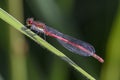 Large Red Damselfly - Pyrrhosoma nymphula - in their natural habitat Royalty Free Stock Photo