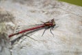 Large Red damselfly on a wooden fence Royalty Free Stock Photo