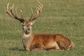 A large Red Deer Cervus elaphus resting in a meadow during rutting season. Royalty Free Stock Photo