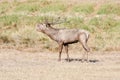 Large red deer during mating season Royalty Free Stock Photo