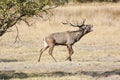 Large red deer roaring Royalty Free Stock Photo