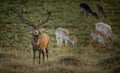 Large Red Deer Stag, with mixed herd and bracken fern on large antlers