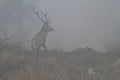 Large red deer stag in the morning mist Royalty Free Stock Photo