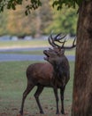 Large red deer stag roaring loudly