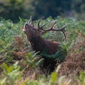 Large red deer stag roaring loudly