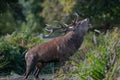 Large red deer stag roaring loudly