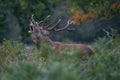 Large red deer stag roaring loudly