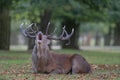 Large red deer stag roaring loudly