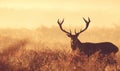 Large red deer stag silhouette