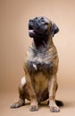 A large red dog of the breed South African boerboel sits in a photo studio on a red background