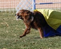 Large red dog coming out of the chute during agility Royalty Free Stock Photo