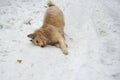 A large red dog rubs about the snow in winter. Dog rejoices in snow and enjoys moment. Royalty Free Stock Photo